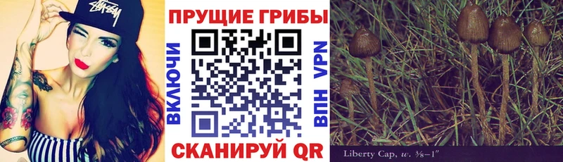 Псилоцибиновые грибы Psilocybe  Малаховка 